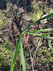 Anemarrhena asphodeloides