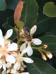 Apis mellifera