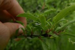 Argyresthia spinosella