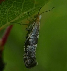 Argyresthia spinosella