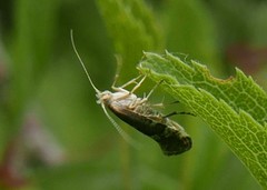 Argyresthia spinosella