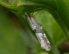 Argyresthia spinosella