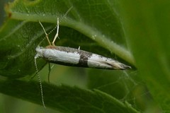 Argyresthia spinosella