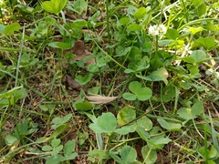 Atractomorpha lata