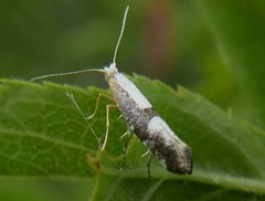 Argyresthia spinosella