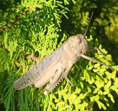 Anacridium aegyptium