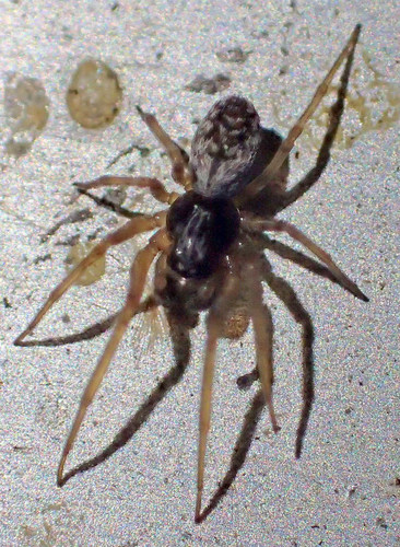 Emblyna oregona