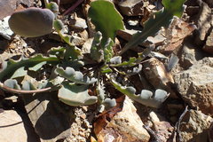 Othonna auriculifolia
