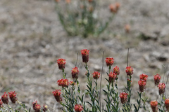 Pimelea haematostachya