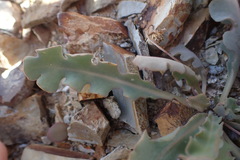 Othonna auriculifolia