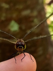 Sympetrum eroticum eroticum