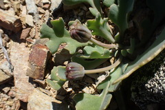 Othonna auriculifolia