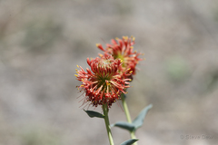 Pimelea haematostachya