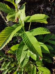 Castanea seguinii
