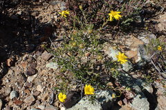 Osteospermum sinuatum