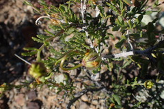 Osteospermum sinuatum