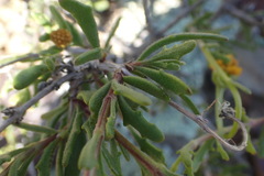 Osteospermum sinuatum