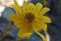 Osteospermum sinuatum