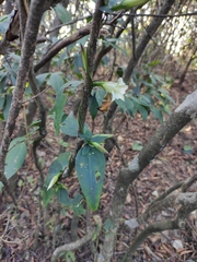 Tripterospermum chinense