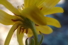 Osteospermum sinuatum