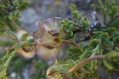 Osteospermum sinuatum