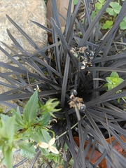 Ophiopogon planiscapus