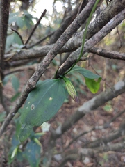 Tripterospermum chinense