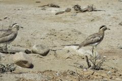 Burhinus superciliaris