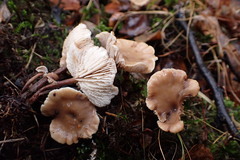 Lentinellus flabelliformis