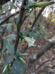 Tripterospermum chinense