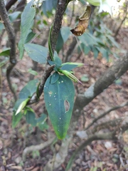 Tripterospermum chinense