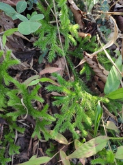 Lycopodium japonicum