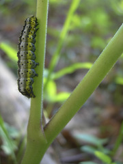 Euchalcia variabilis