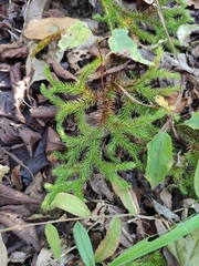 Lycopodium japonicum