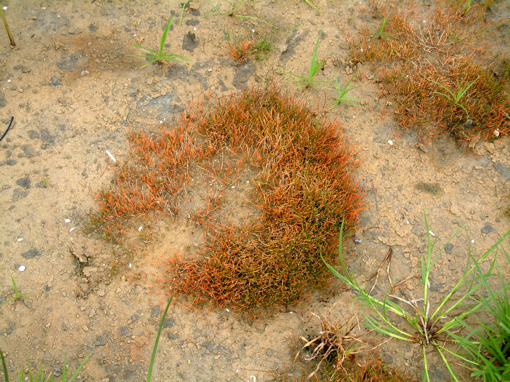 (c) Ricky Taylor, certains droits réservés (CC BY-NC) https://www.inaturalist.org/observations/97532908