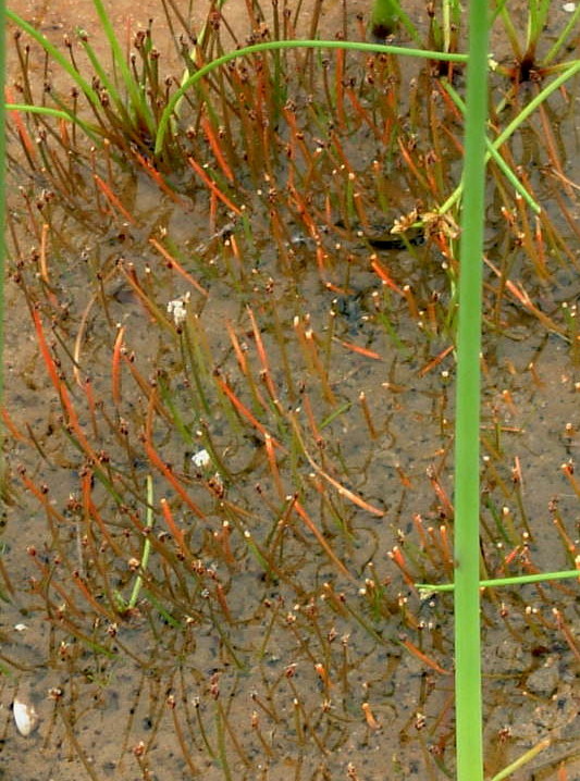 (c) Ricky Taylor, certains droits réservés (CC BY-NC) https://www.inaturalist.org/observations/97532908