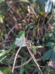 Tripterospermum chinense