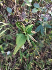 Tripterospermum chinense