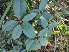 Rhododendron ovatum