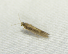 Agraylea