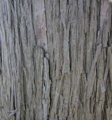 Olearia traversiorum