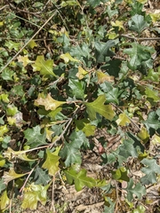 Grevillea dryophylla