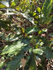 Castanea seguinii