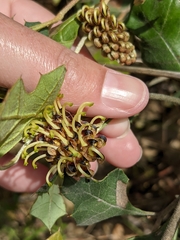 Grevillea dryophylla