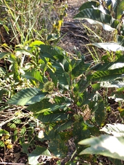 Castanea seguinii
