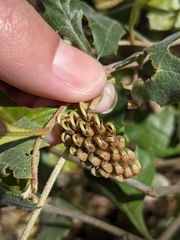 Grevillea dryophylla