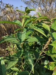Nyssa sinensis
