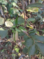 Tripterospermum chinense