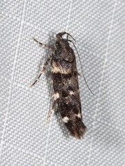 Macrobathra diplochrysa