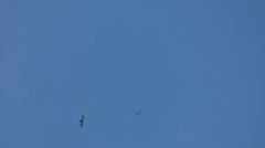 Ictinia mississippiensis